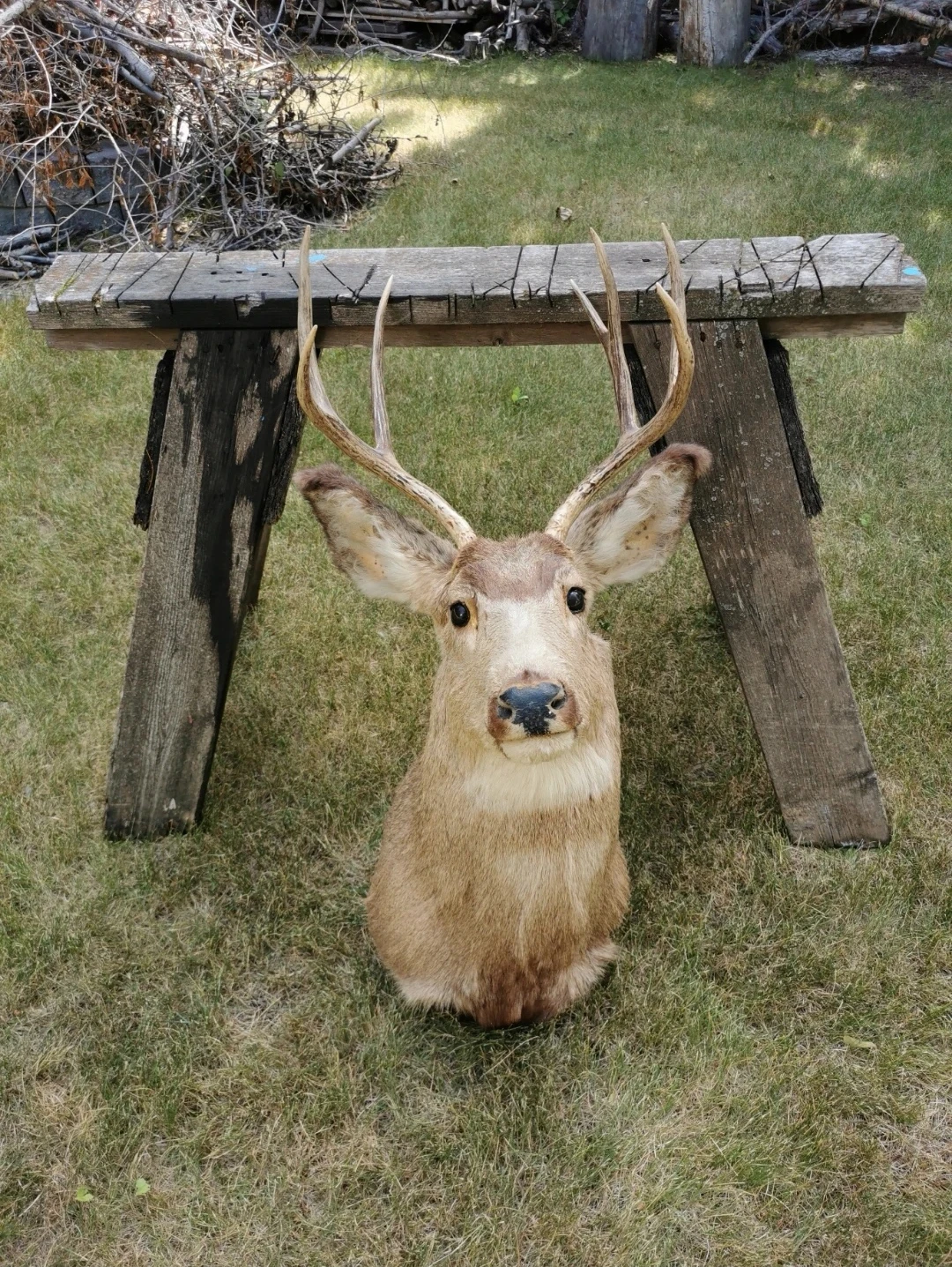 Vintage Deer Shoulder Mount Taxidermy Rustic Cabin - photo 2