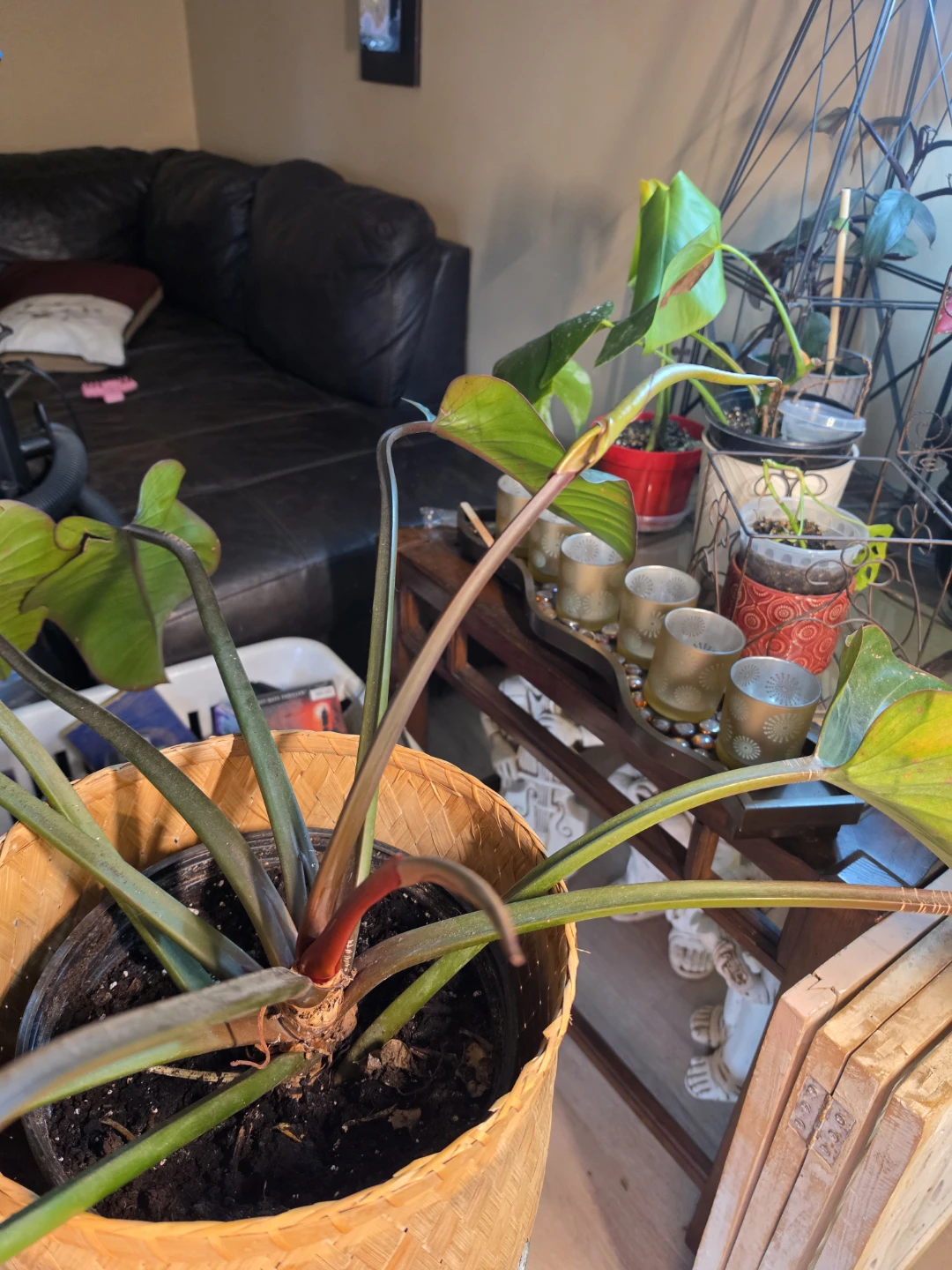 Philodendron houseplant in woven basket - photo 5