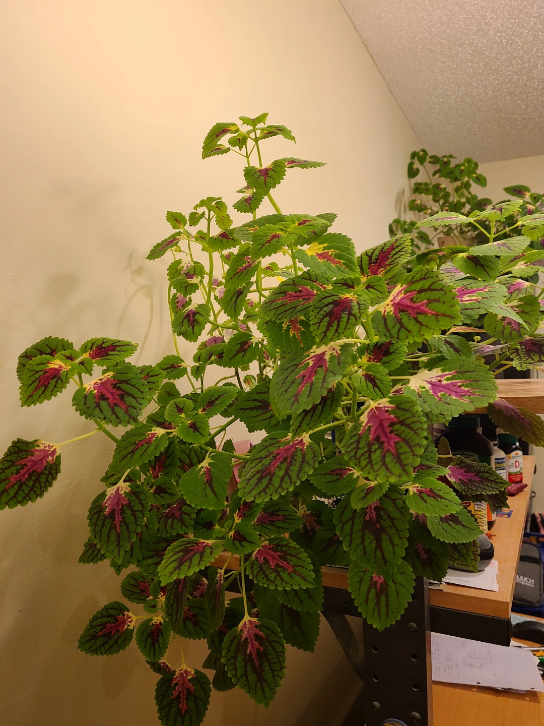 Large Healthy Vibrant Coleus Plant