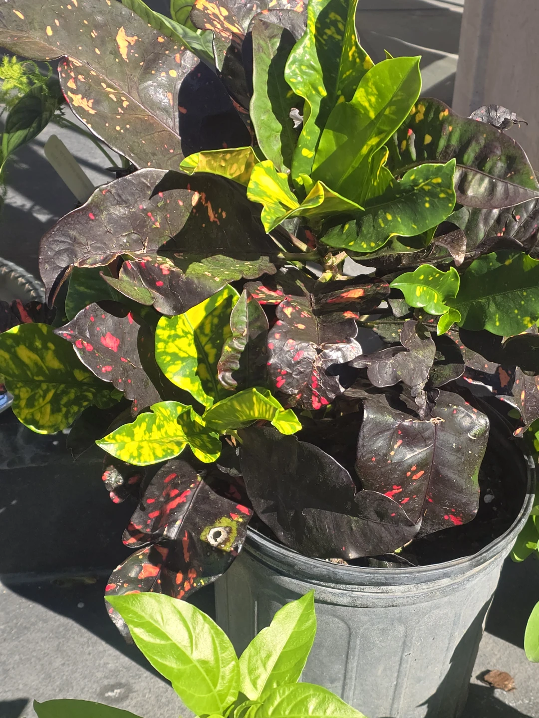 Codiaeum Variegatum Croton . 10"pot.  Large plant - photo 3