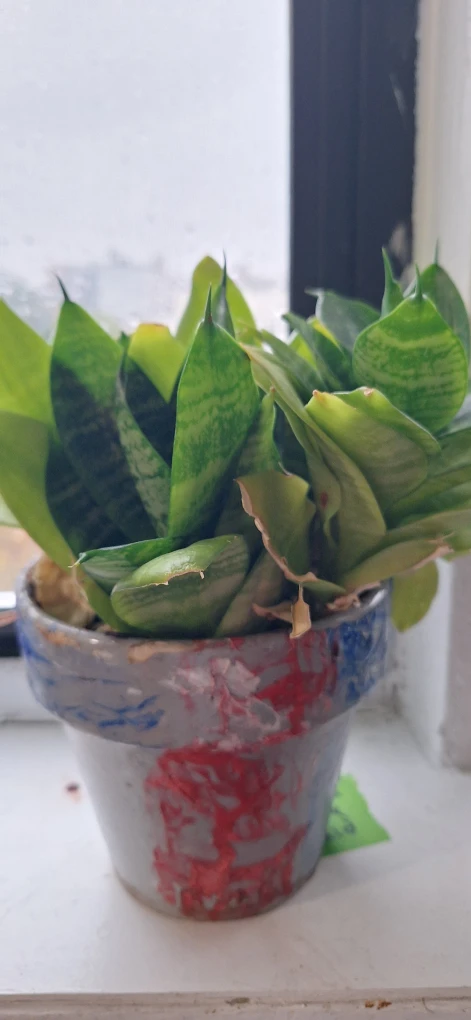 Snake plant in hand-painted clay pot