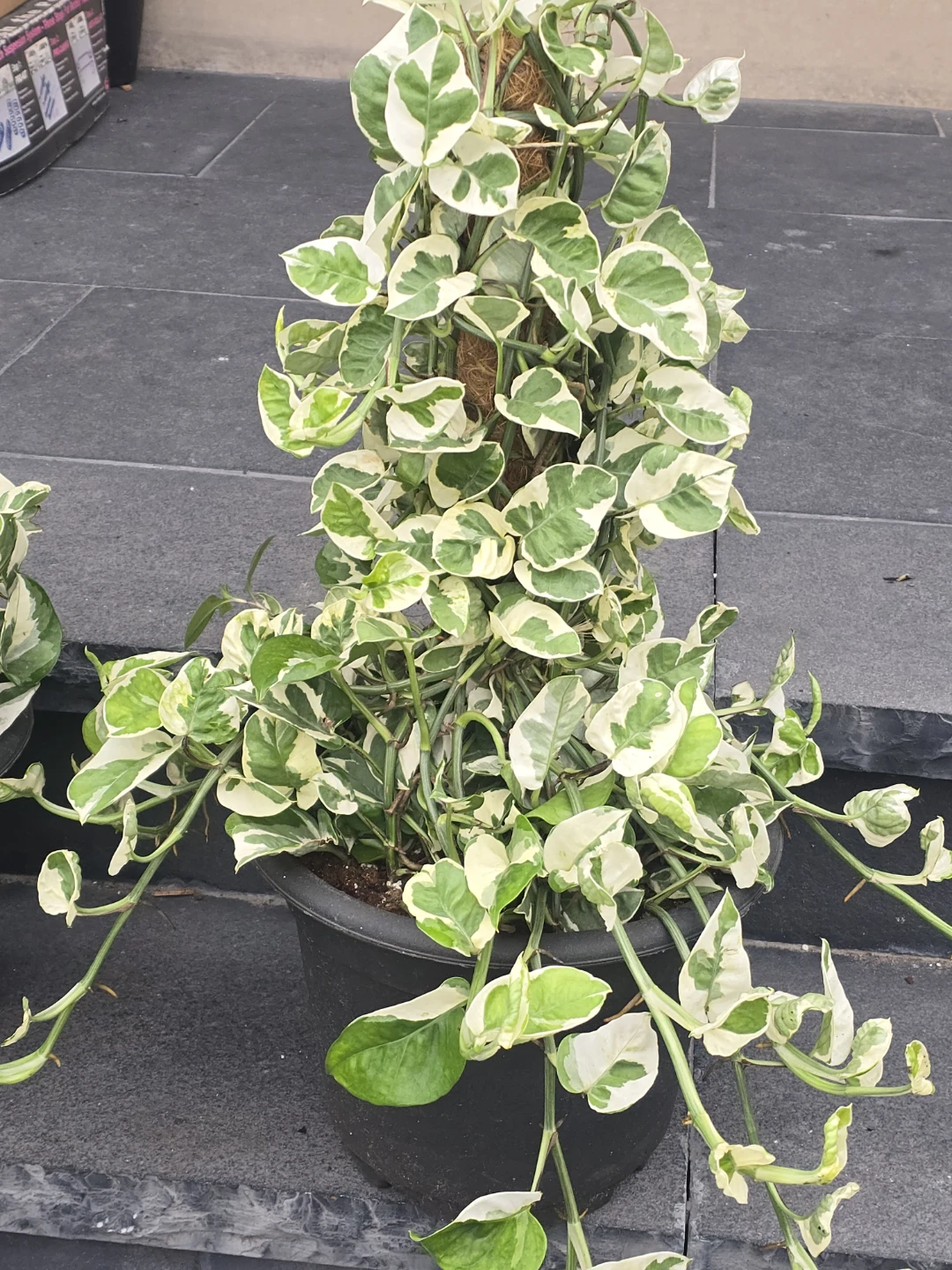 Variegated Pothos Plant with Moss Pole - photo 3
