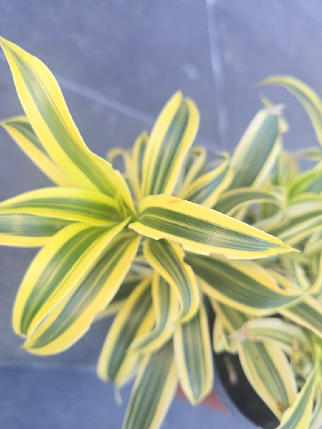 Dracaena song of India - photo 3