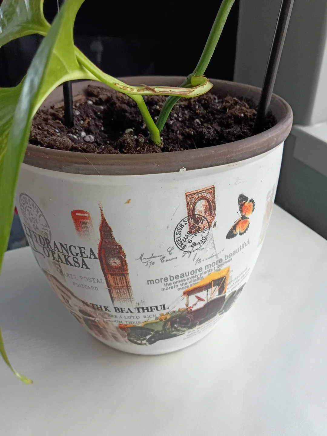 Pothos plant in decorative vintage-style pot - photo 4