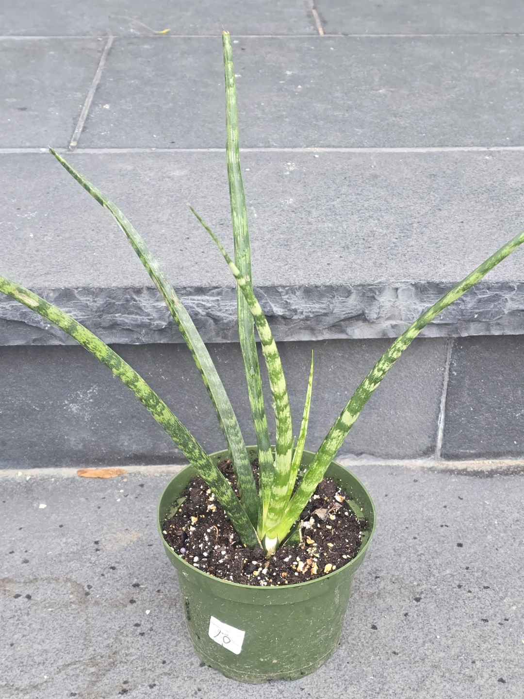 Sansevieria  fern wood