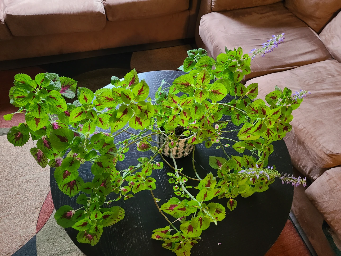 Healthy Coleus Plant in Decorative Pot - photo 3
