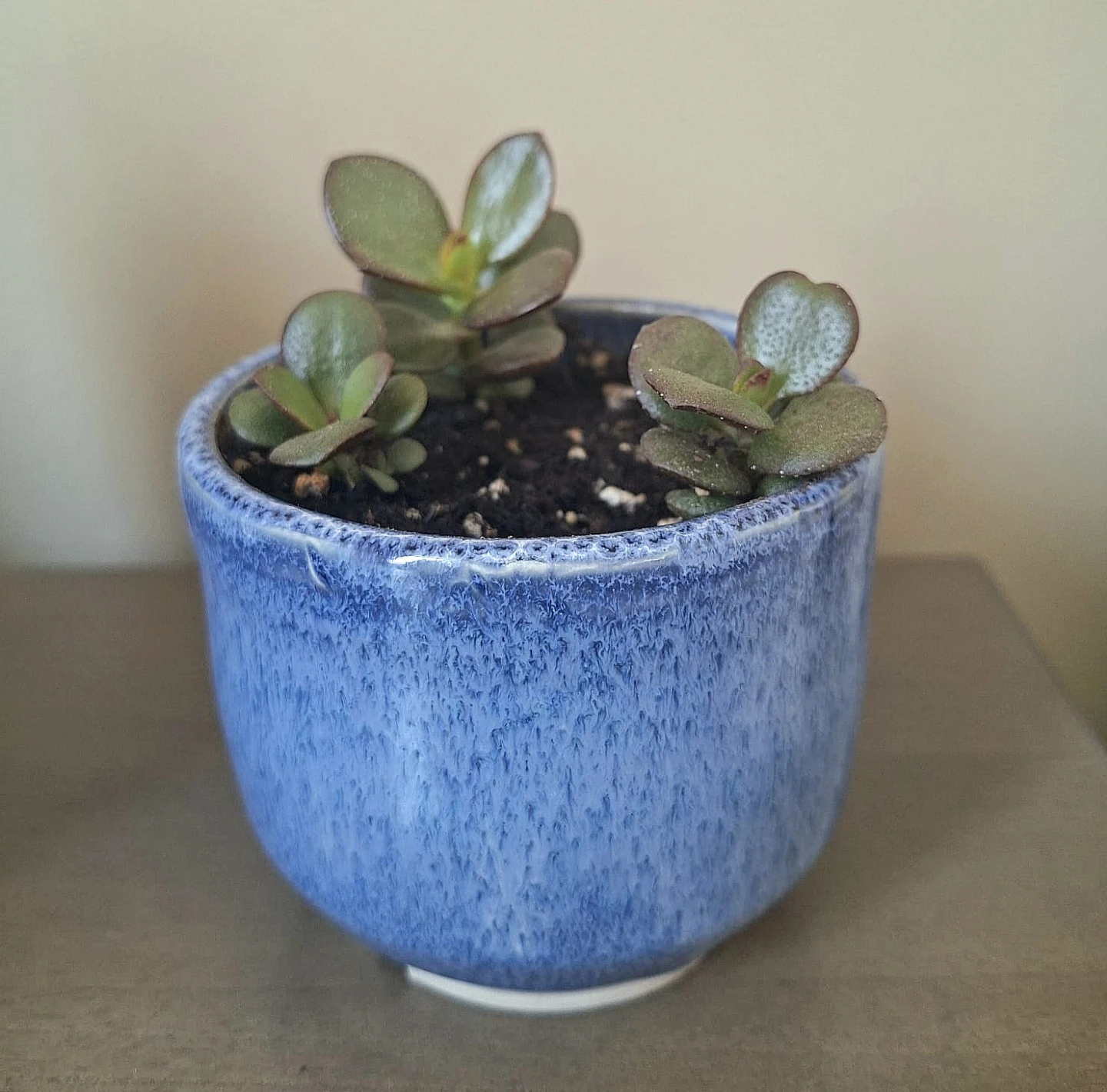 Jade Succulent Plants in Ceramic Pots $5 Each - photo 2