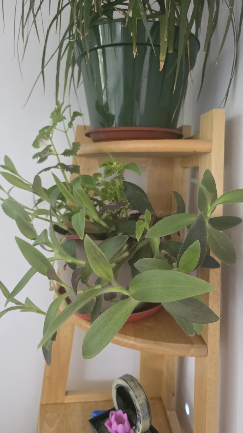 Potted Houseplant with Green Foliage - photo 3