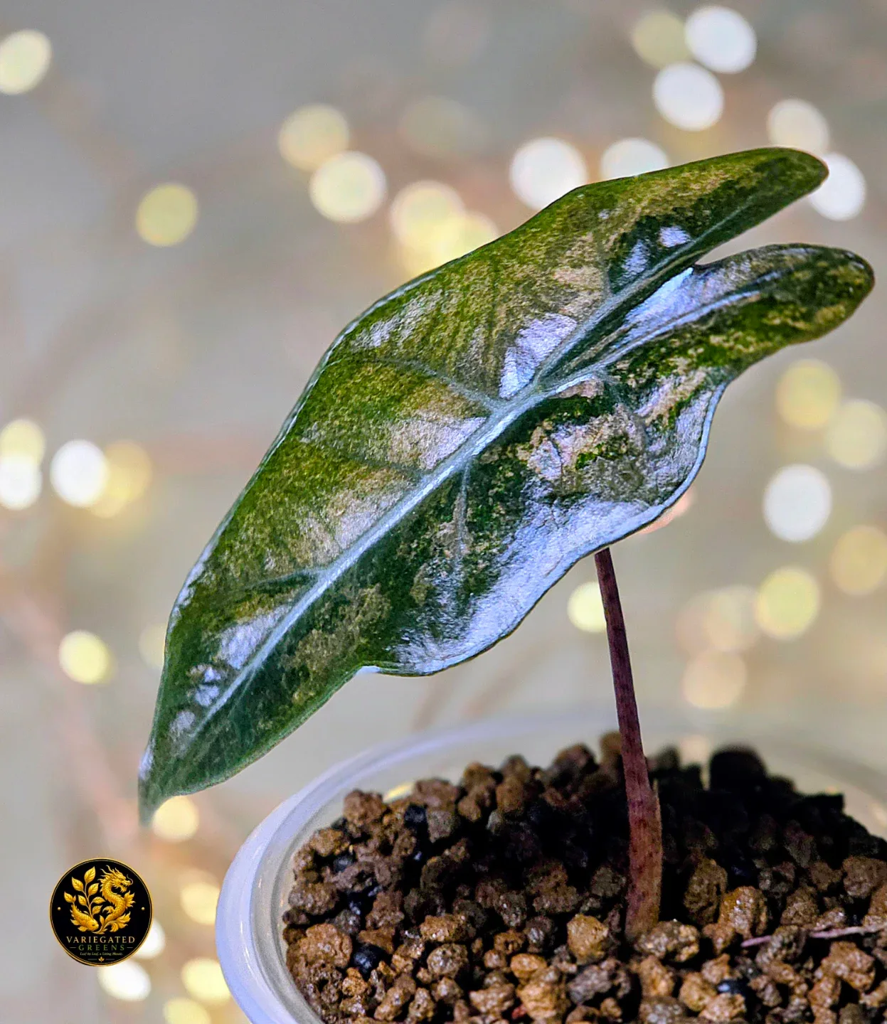 Alocasia Pseudosanderiana “Mauve Patina” - Variegated - photo 3