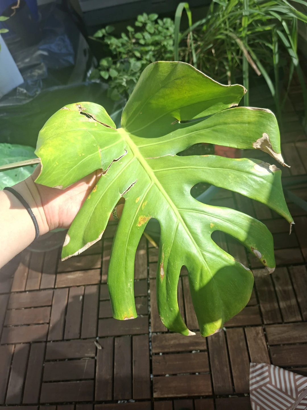 Monstera Deliciosa Rooted Clipping - photo 3
