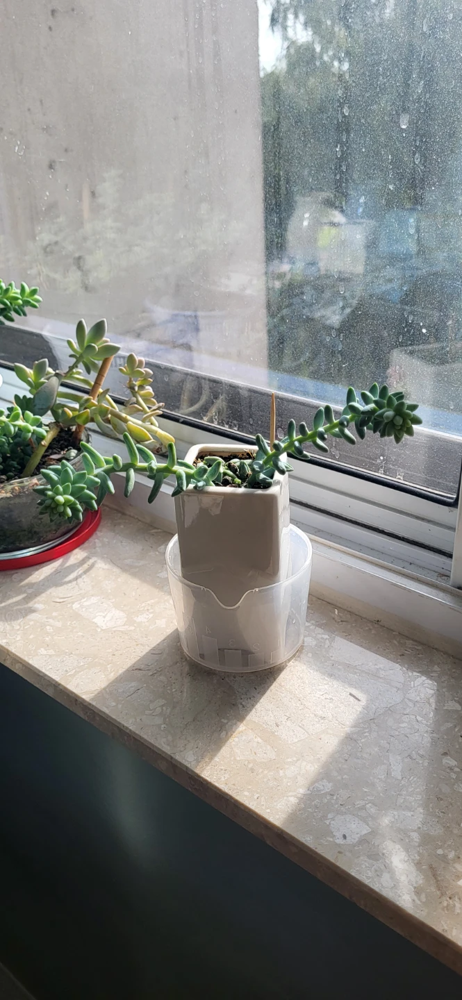 Burro's Tails in ceramic pot