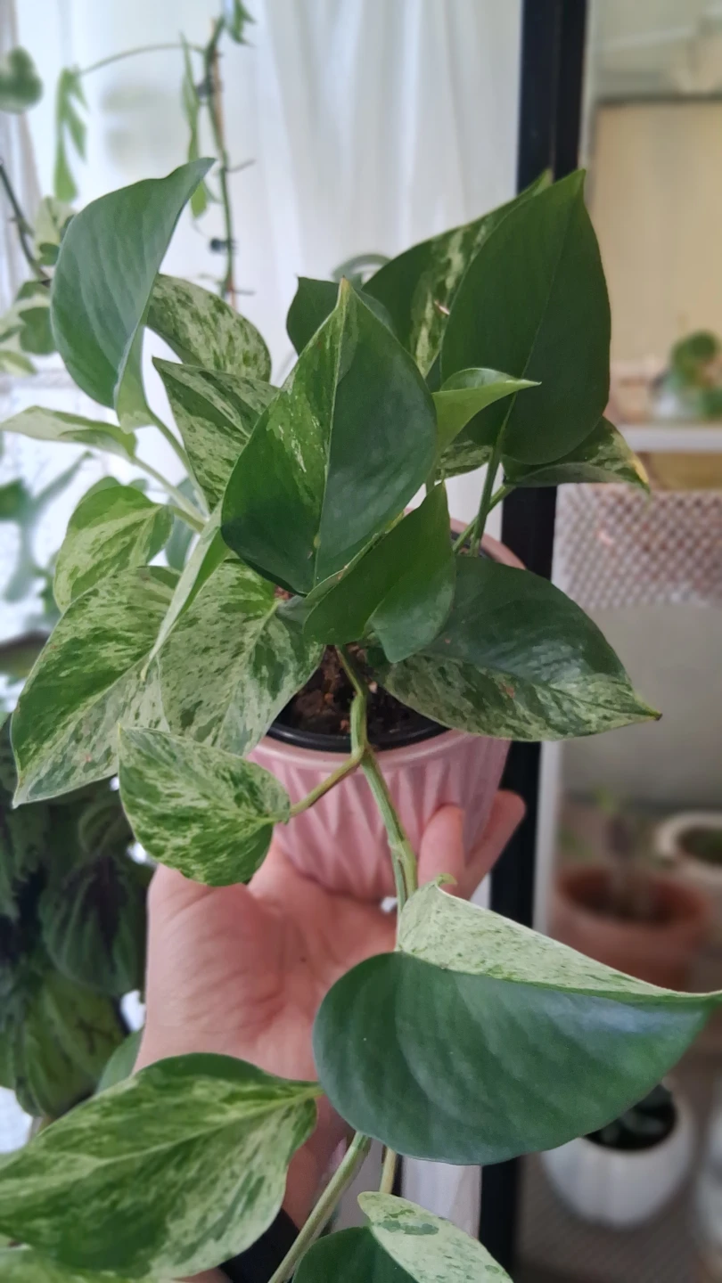 Marble Queen Pothos in 4" nursing pot - photo 2