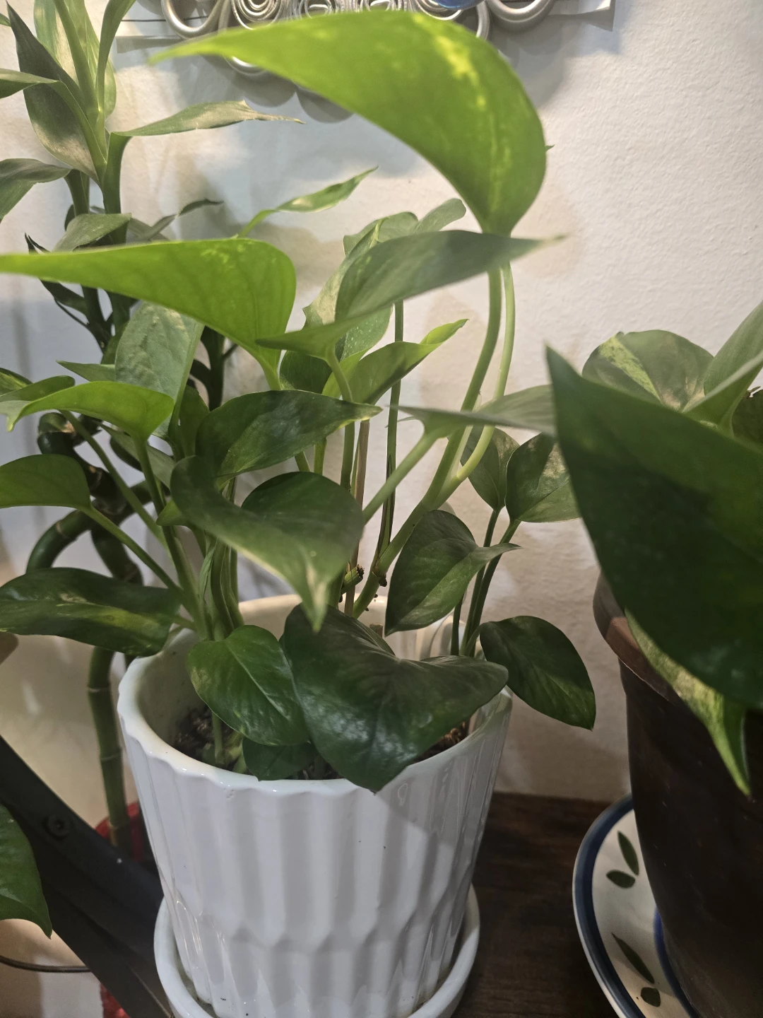 Marbled Pothos Plant - photo 2