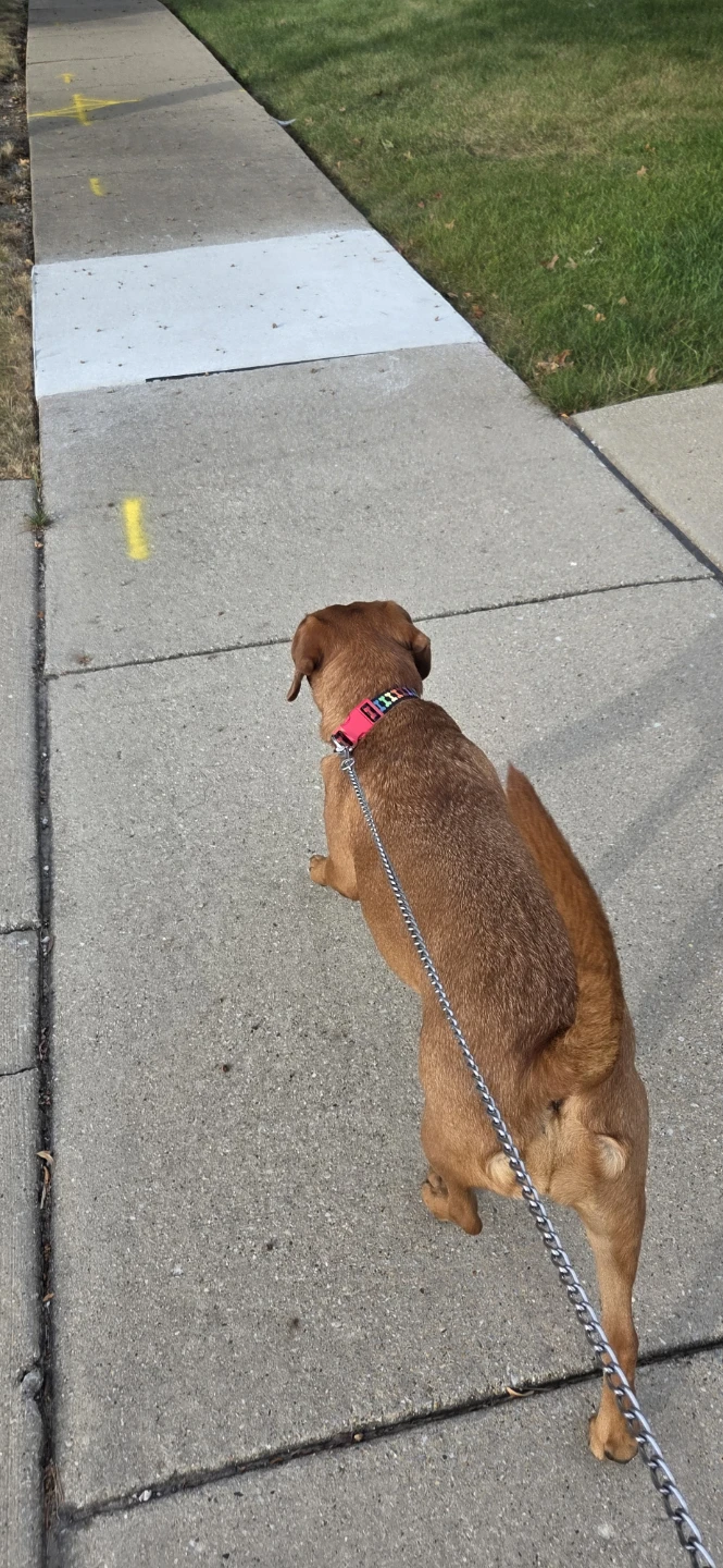 Local Dog walking services - photo 2
