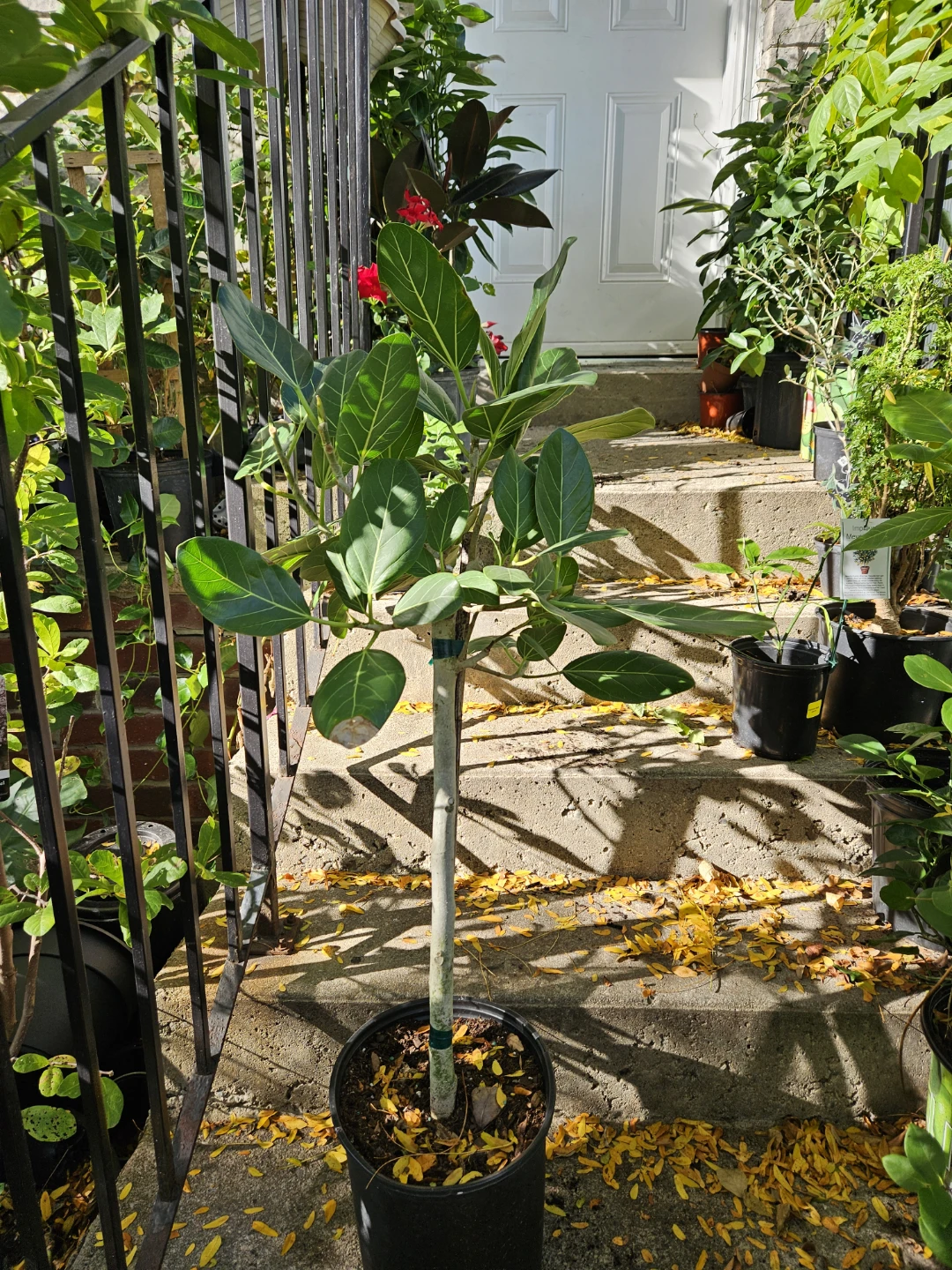 Ficus Audrey plant in 10"pot - photo 2