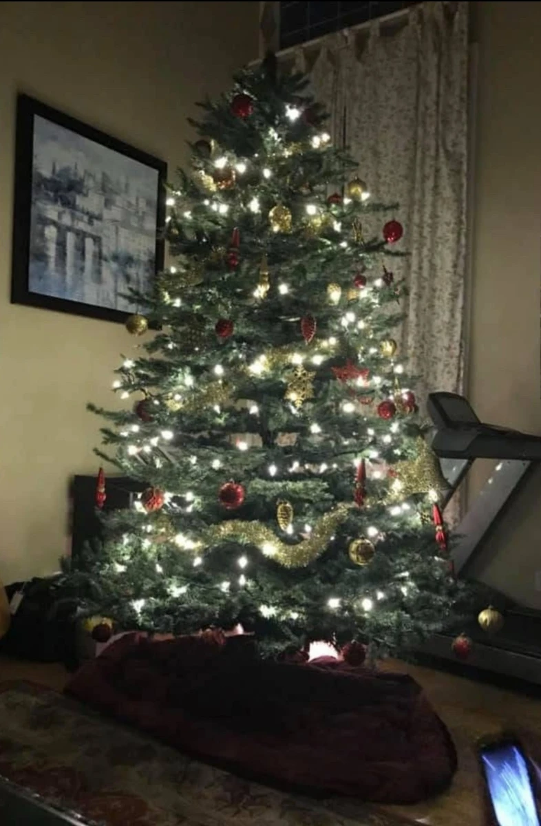 9 Ft. Frosted Blue Ridge Fir Christmas Tree