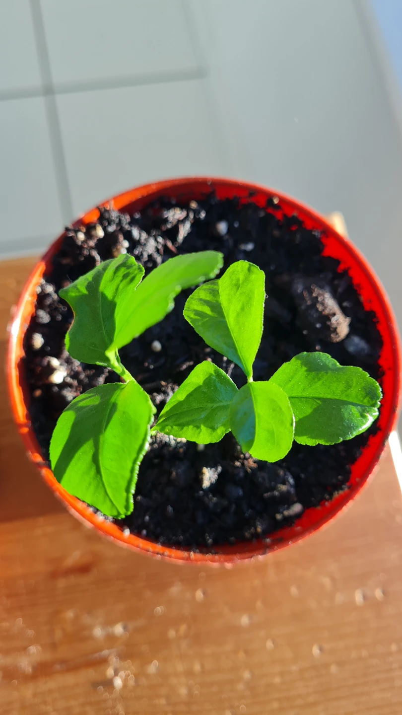 🍋 Young Lemon Tree Sapling! Potted & Ready to Grow! - photo 3