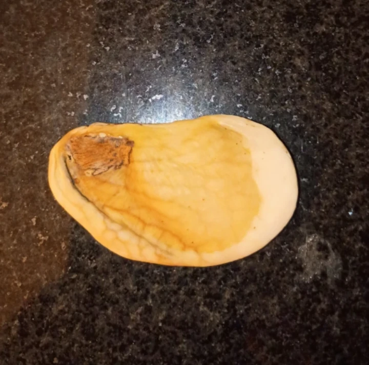 Natural Mango Pit
