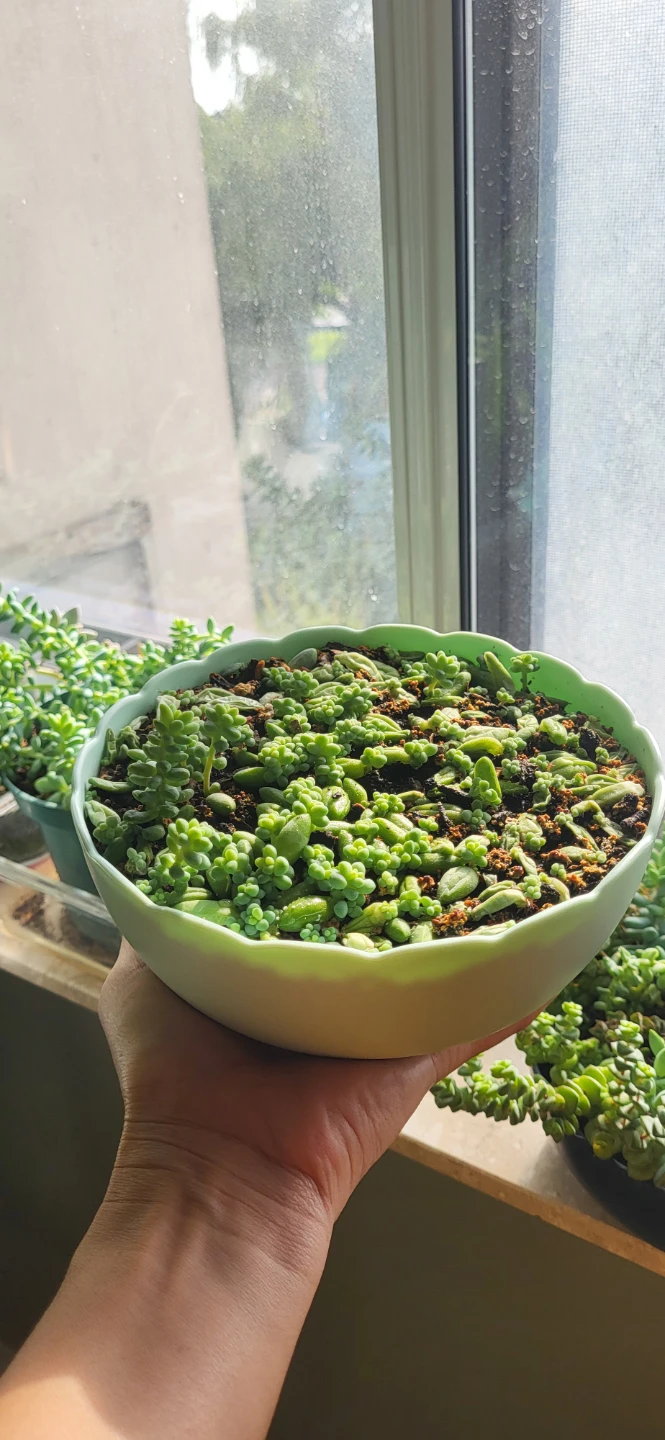 Burro's Tails in beautiful plastic pot - photo 4
