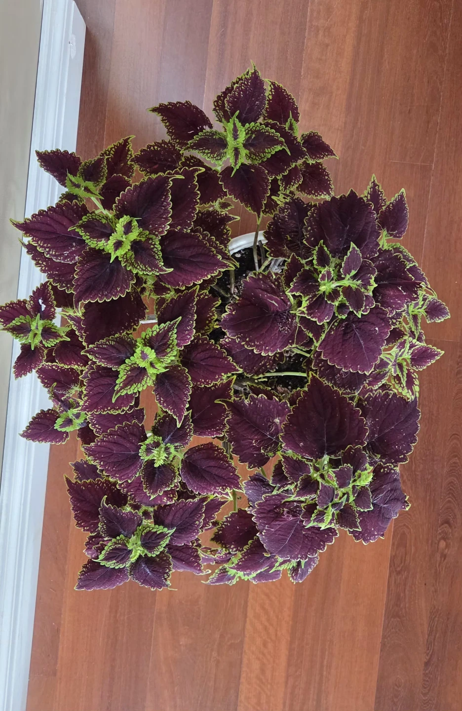 Coleus - photo 3