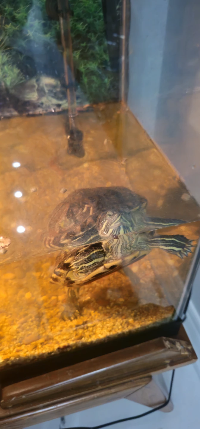 Red-Eared Slider Turtle with Tank - photo 2