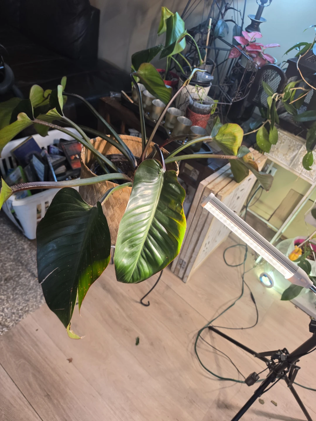 Philodendron houseplant in woven basket - photo 3