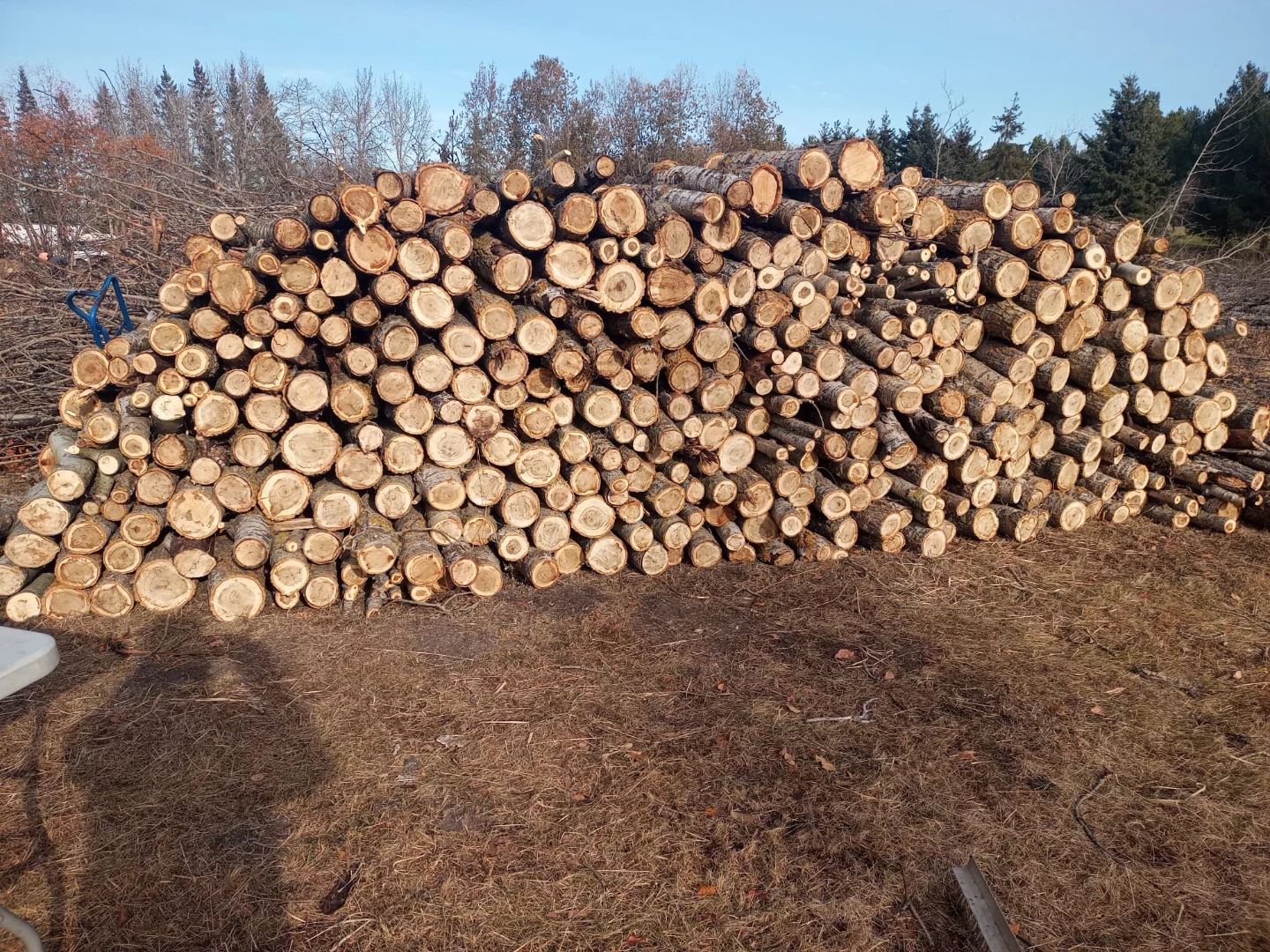 Assorted cut firewood logs - photo 2