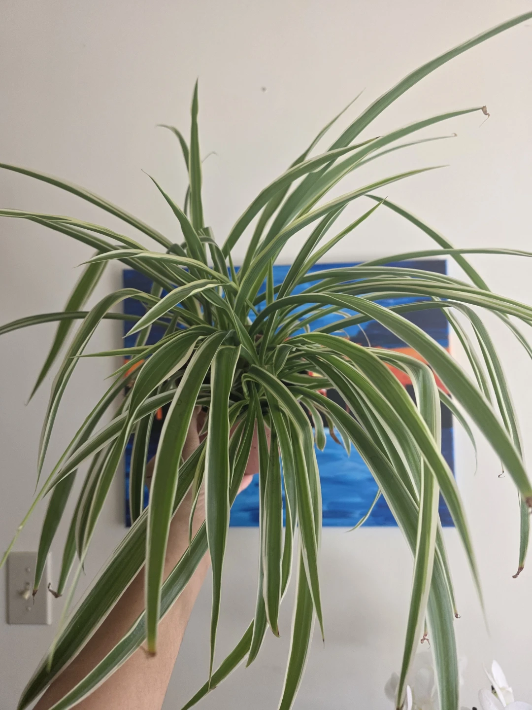 Large Spider Plant in nursery pot - photo 3