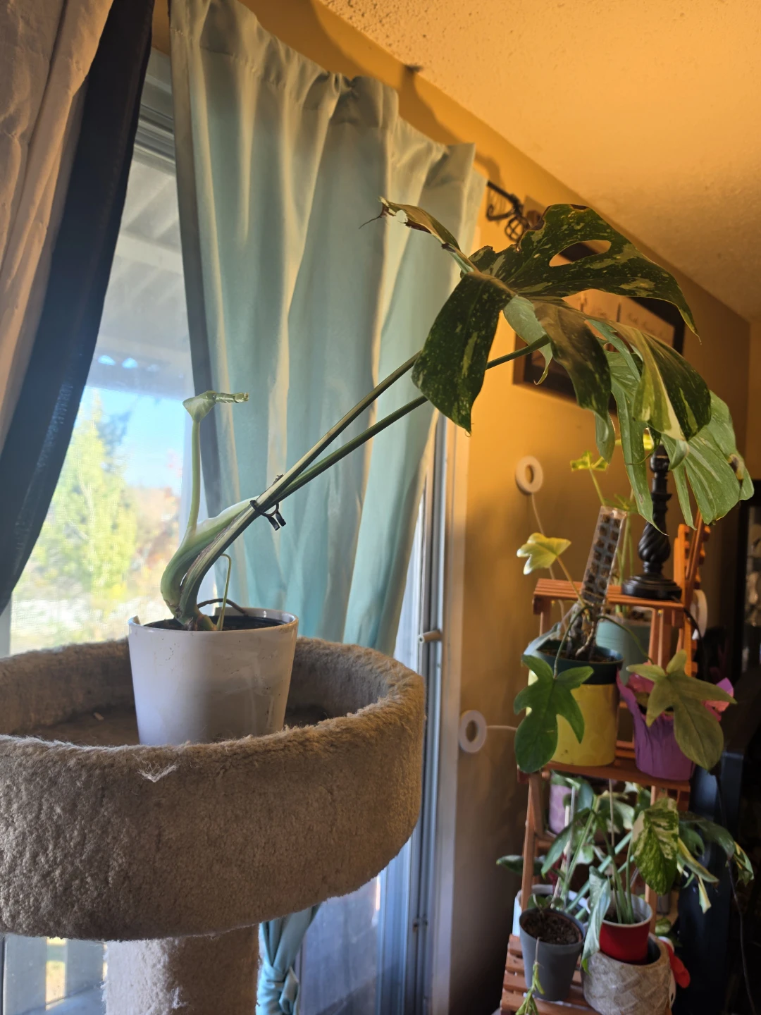 Variegated Monstera Thai Constellation - photo 3