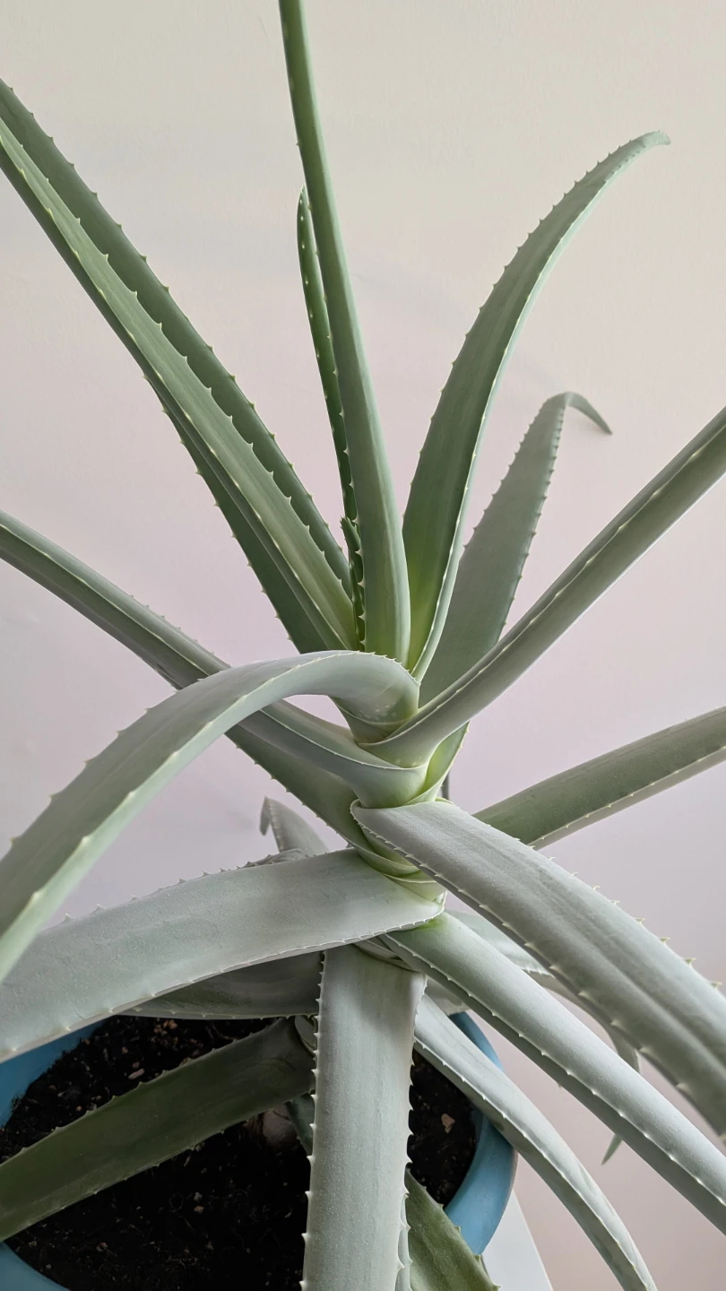 Large Healthy Aloe Vera Plant in Blue Pot