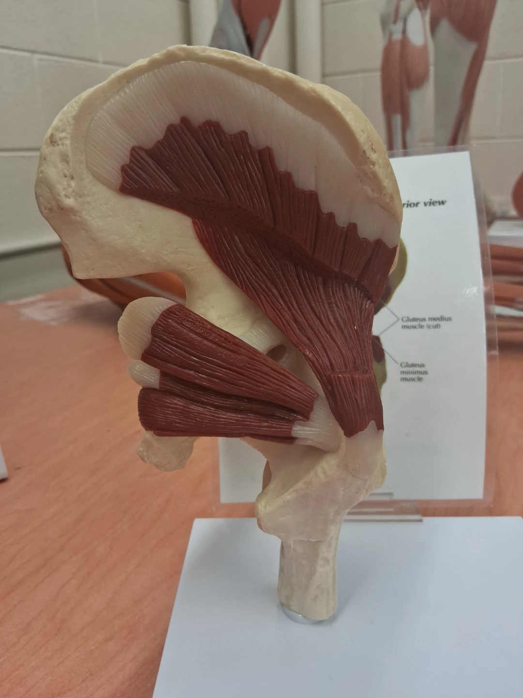 Anatomical Hip and Muscle Model