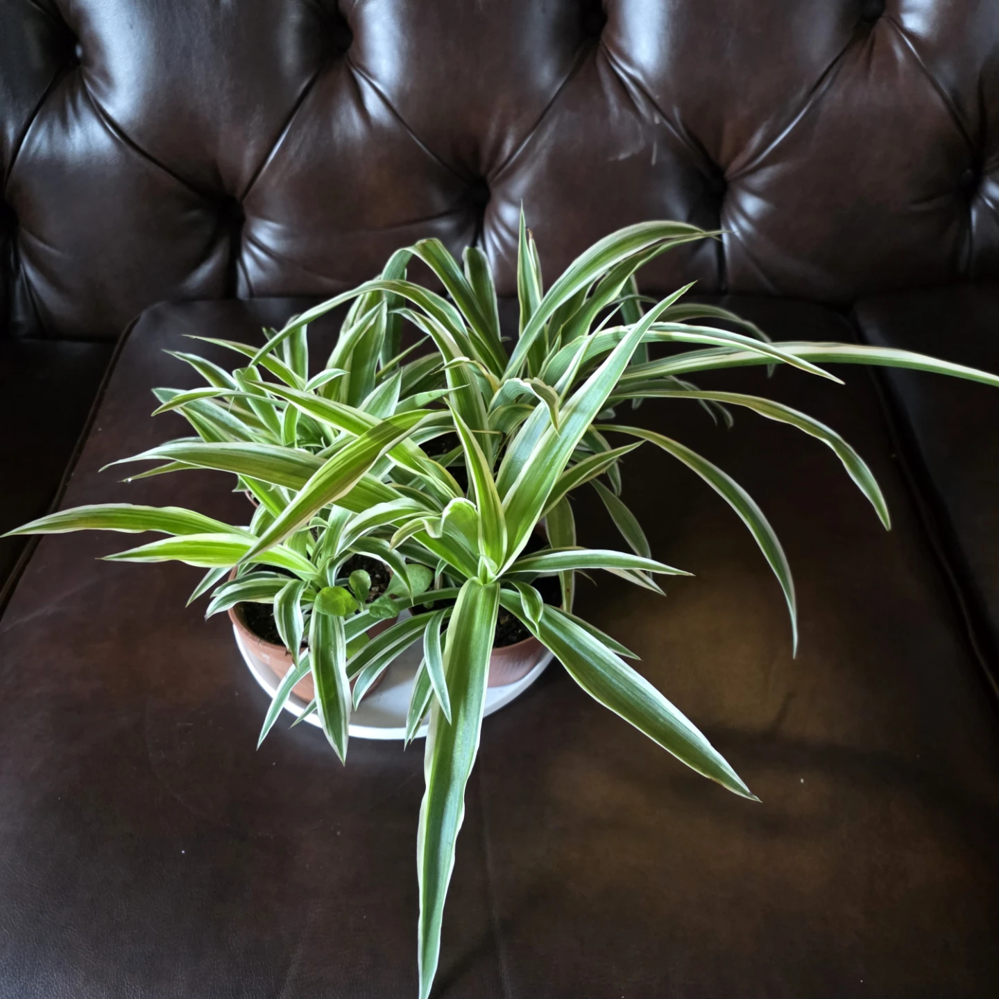 Spider Plant healthy and beautiful for Sale!** 🌿