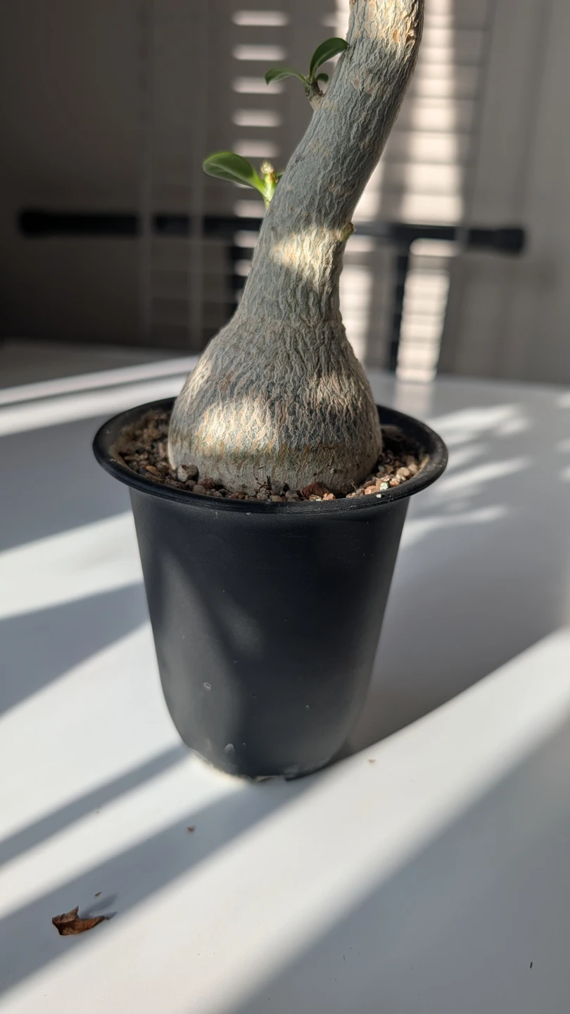 Adenium obesum desert rose succulent - photo 4
