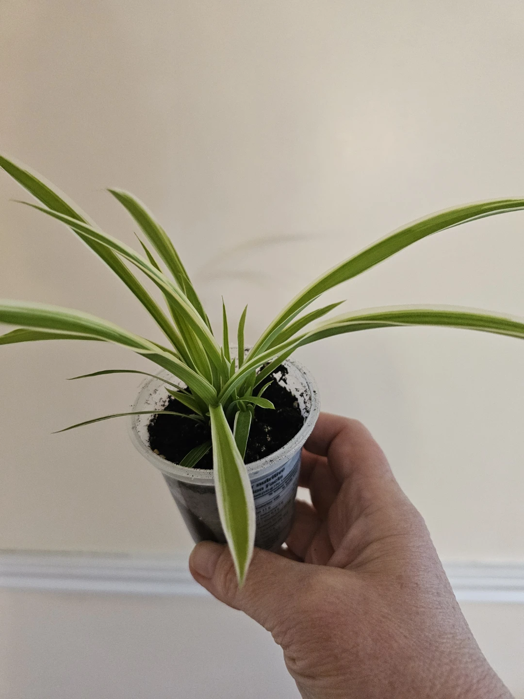 Variegated Spider Plant - photo 2