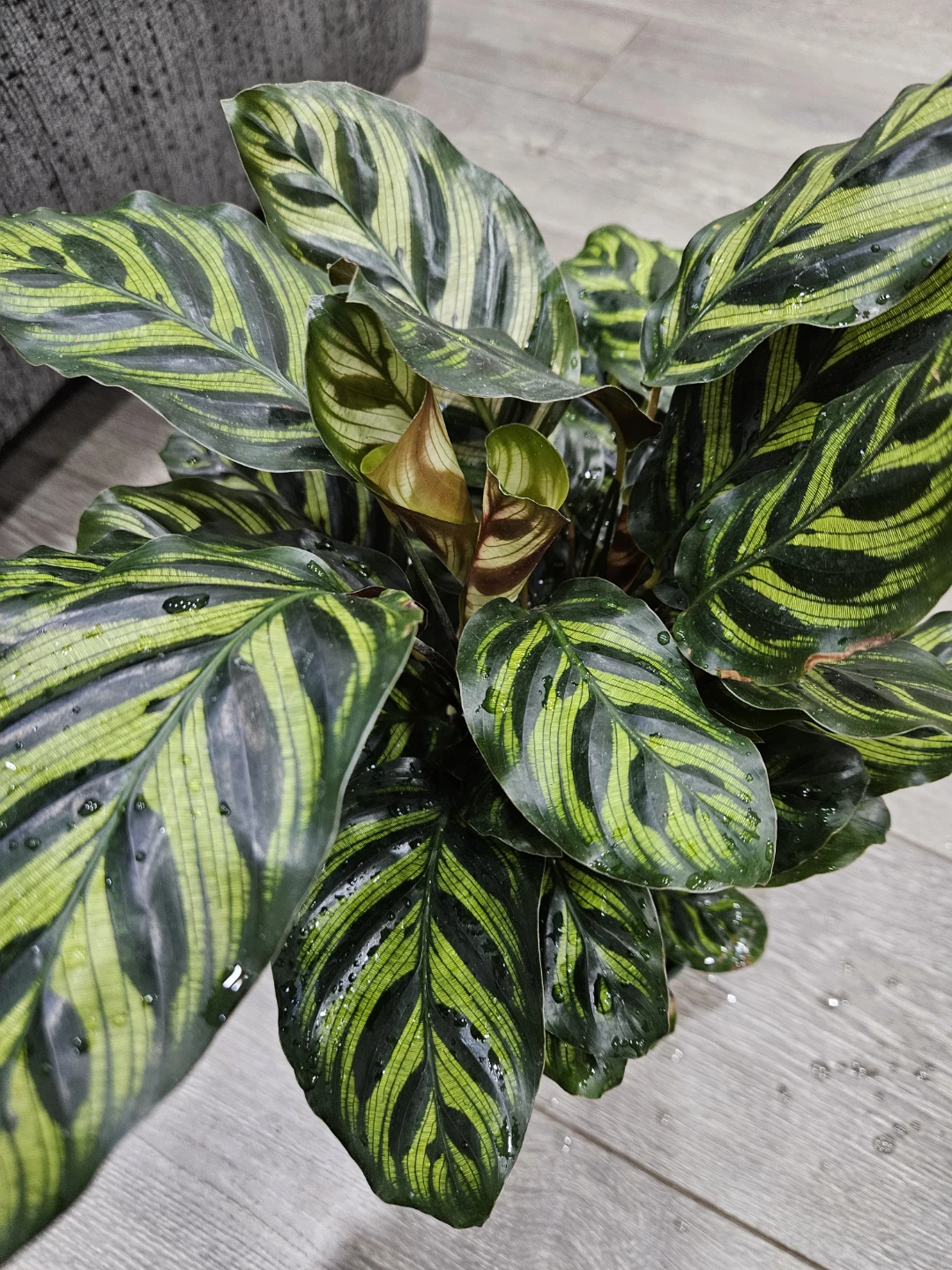 Calathea Makoyana Peacock Plant