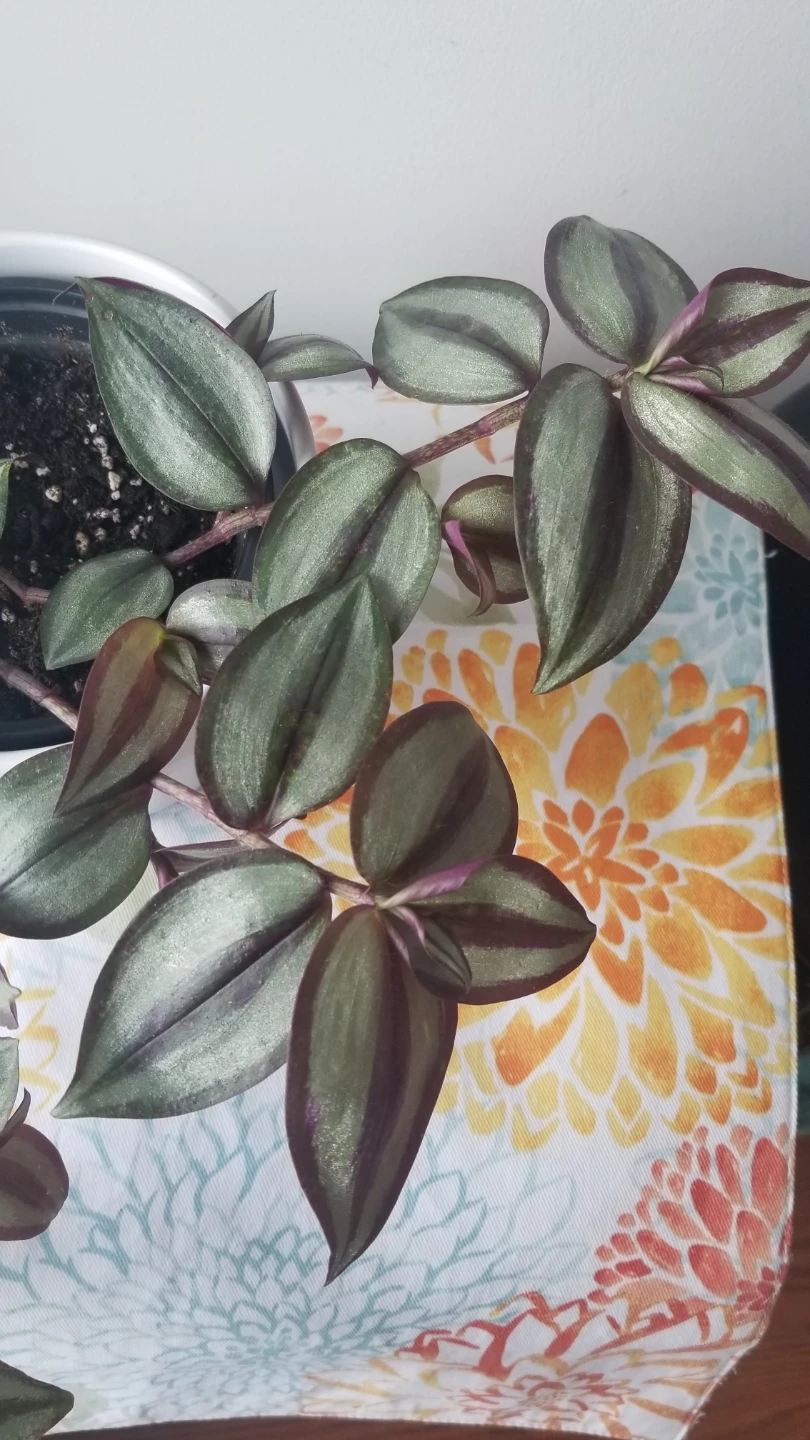 Tradescantia Zebrina + White Ceramic Pot( Read Description) - photo 2