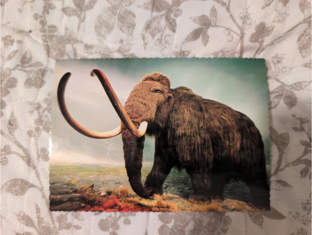 Woolly Mammoth Provincial Museum Postcard - photo 2