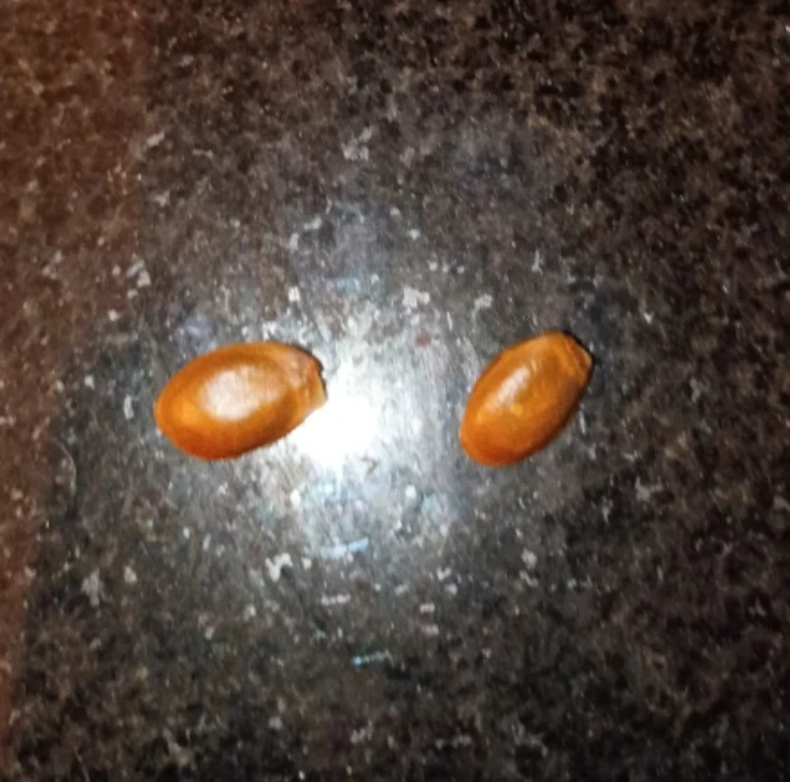 Two soursop Seeds