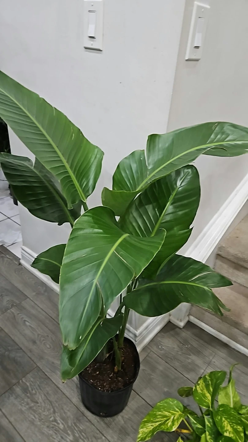 Bird of Paradise Plant - photo 2