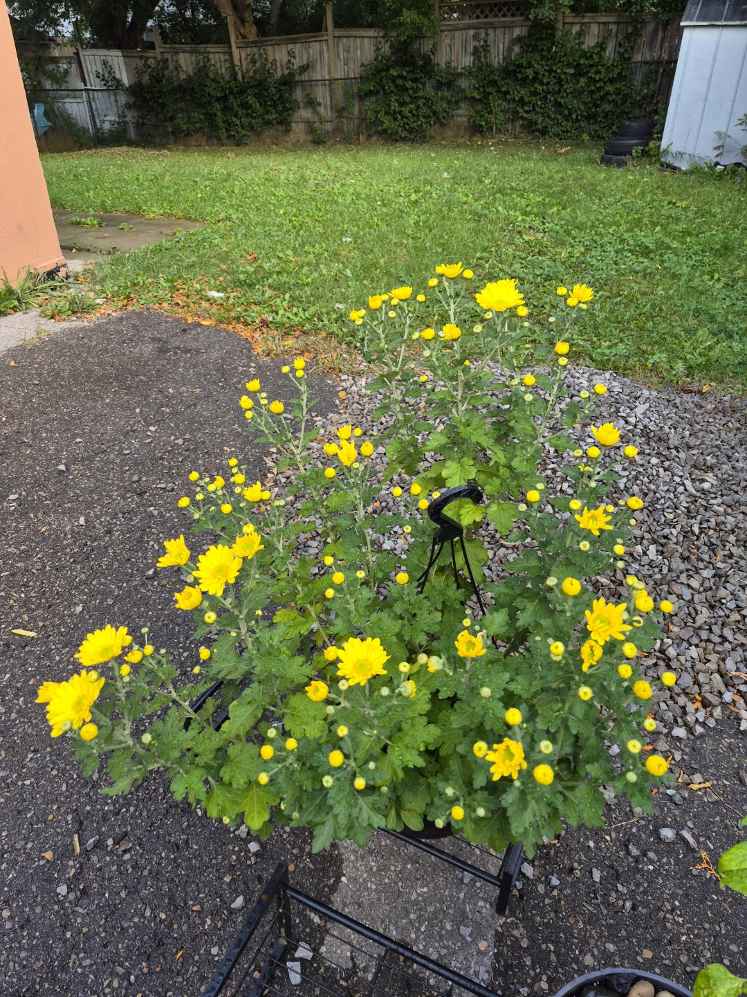 Yellow Chrysanthemum Plant