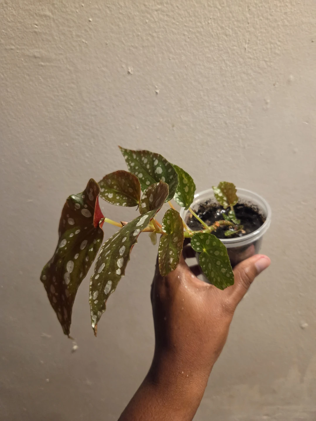 Polka Dot Begonia Houseplant✨️🪴