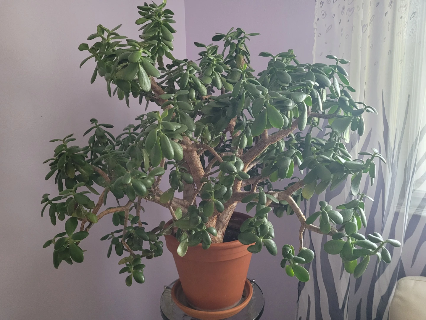 Large Healthy 40-50yr Flowering Jade Plant with Terracotta Pot - photo 4