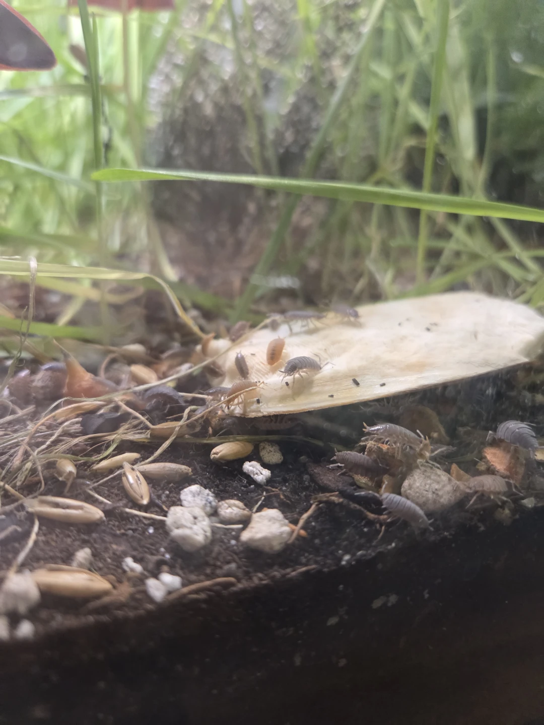 Porcellionides Pruinosus (powdered orange and blue mix) isopods - photo 3