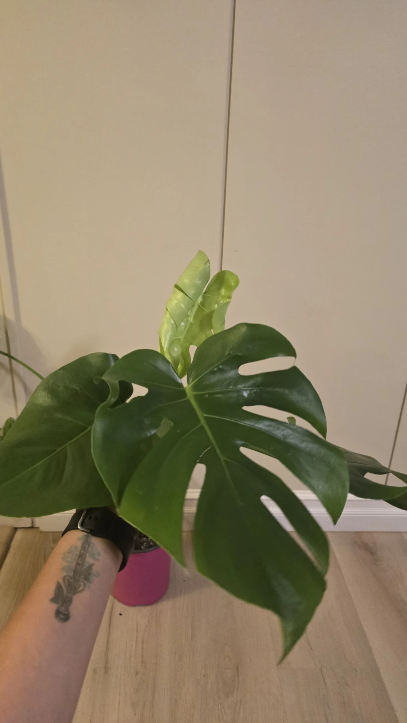 Healthy Monstera Deliciosa - Great Root System! - photo 3