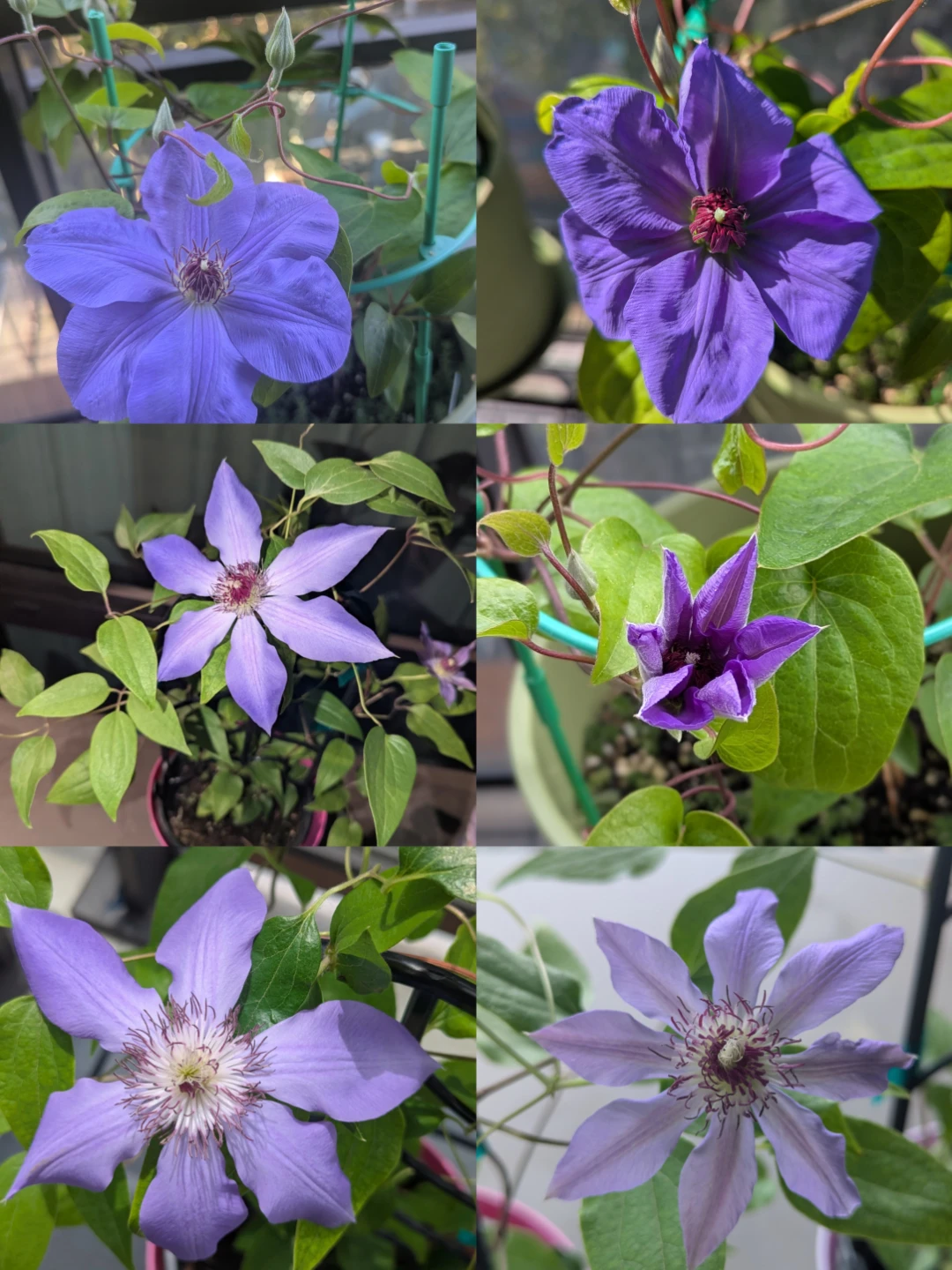 Purple Clematis Plant