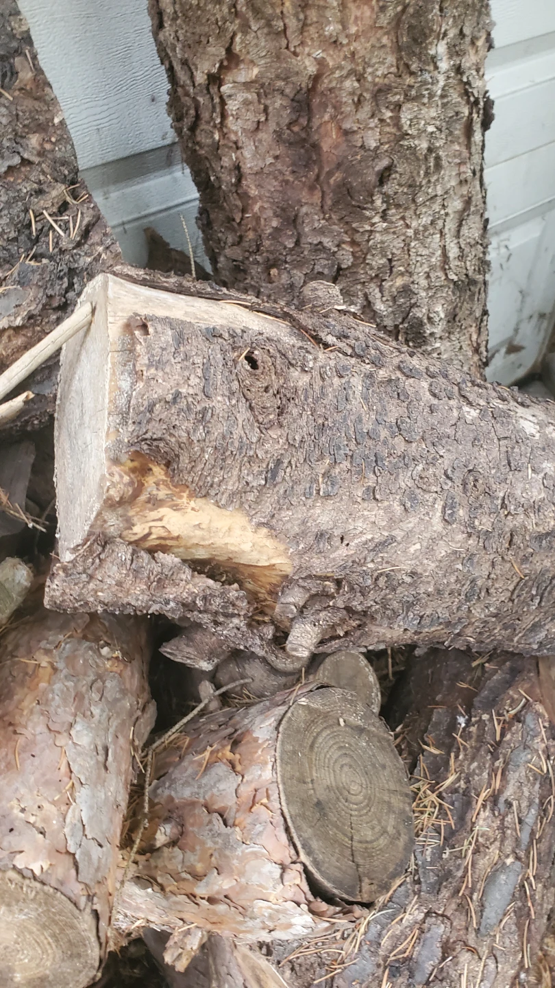 Seasoned Firewood Logs - photo 3