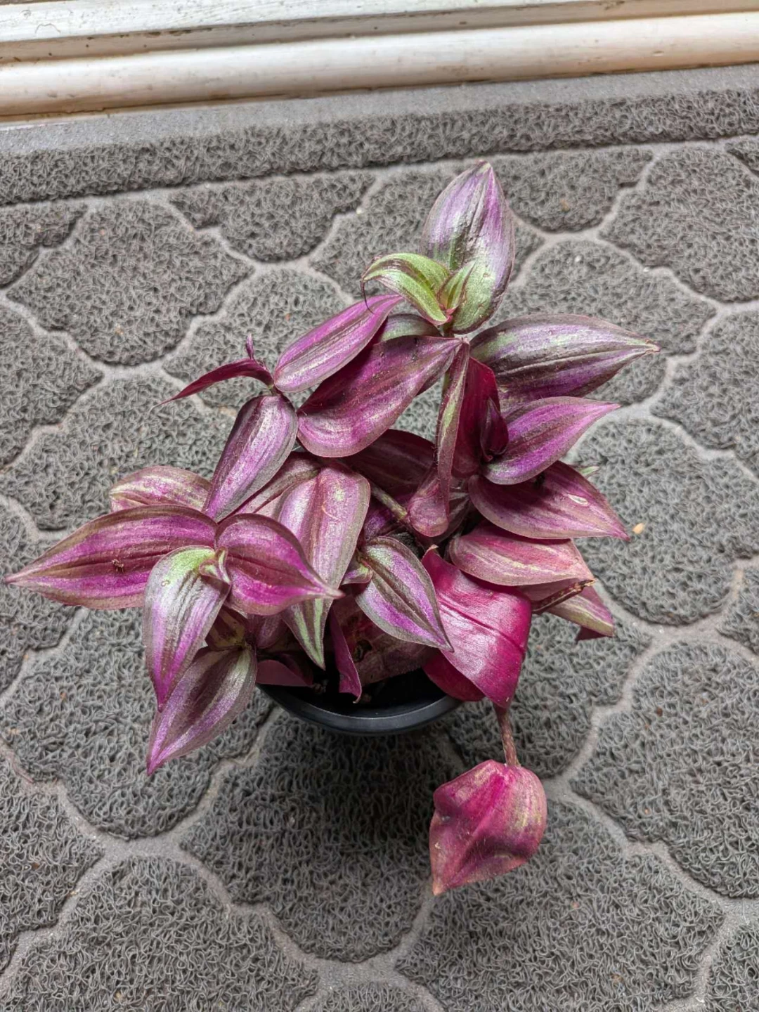 Tradescantia zebrina indoor plant - photo 3