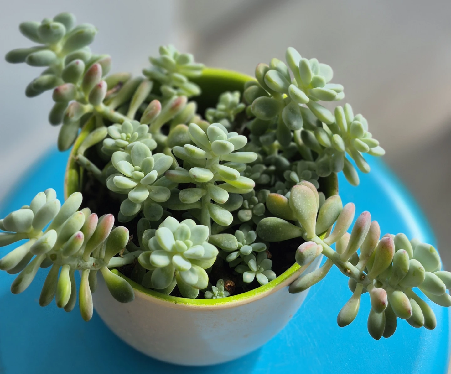 🔥Hot sale🔥Potted succulent plant - photo 2