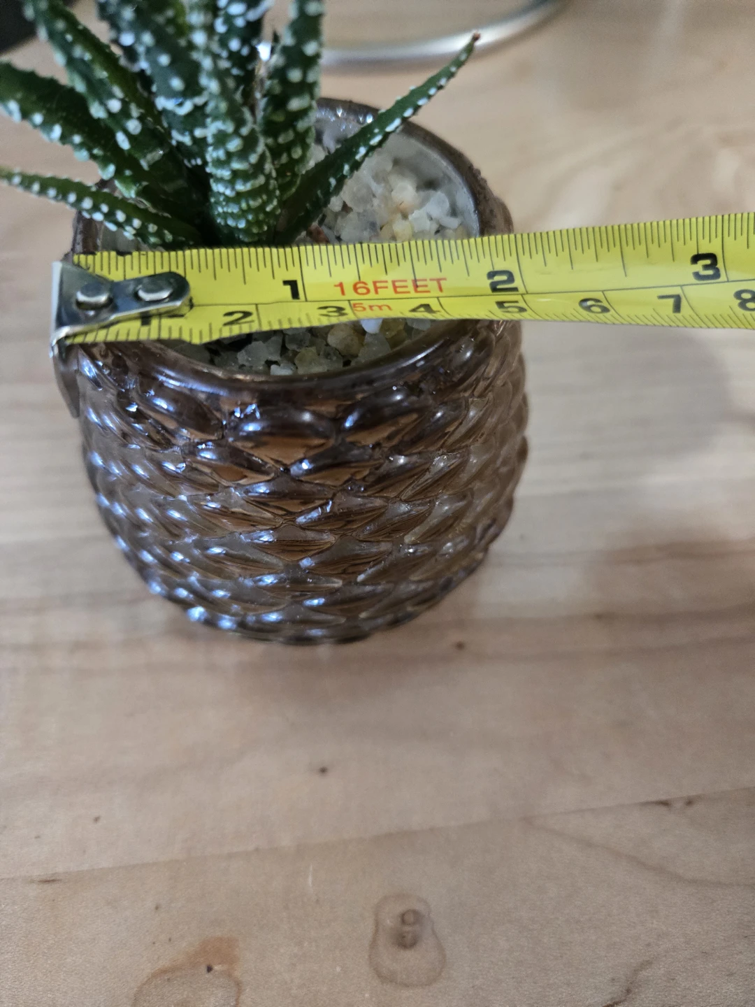Small Haworthia succulent in glass pot - photo 4