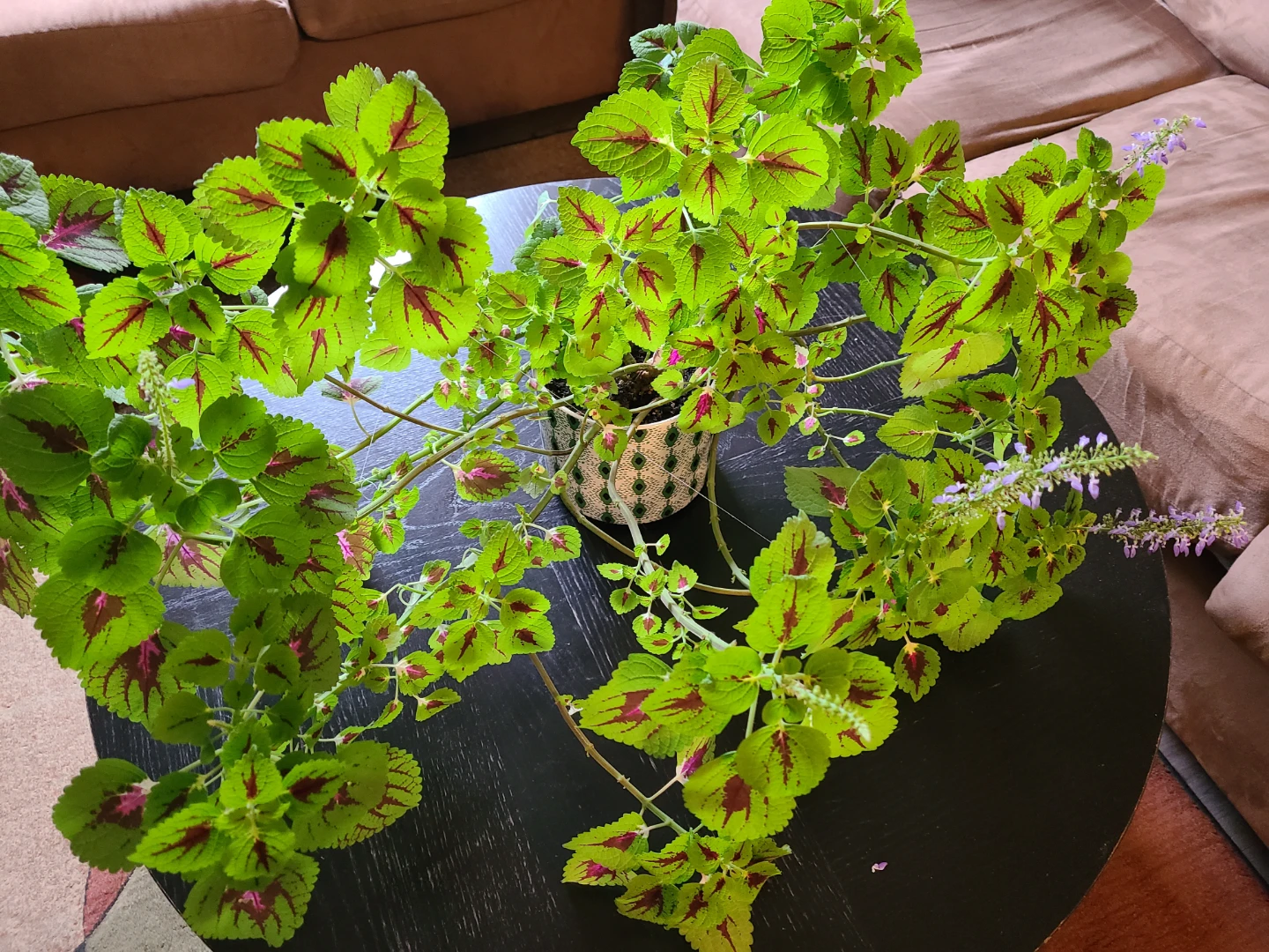 Healthy Coleus Plant in Decorative Pot - photo 4